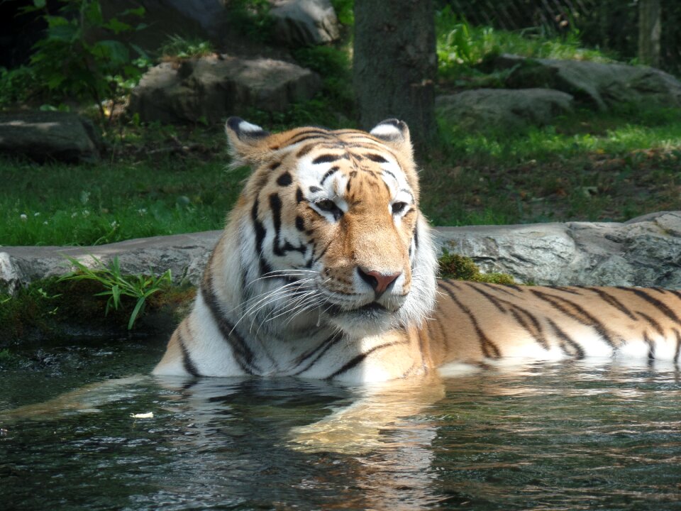 Tigress nature zoo