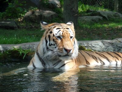 Tigress nature zoo photo