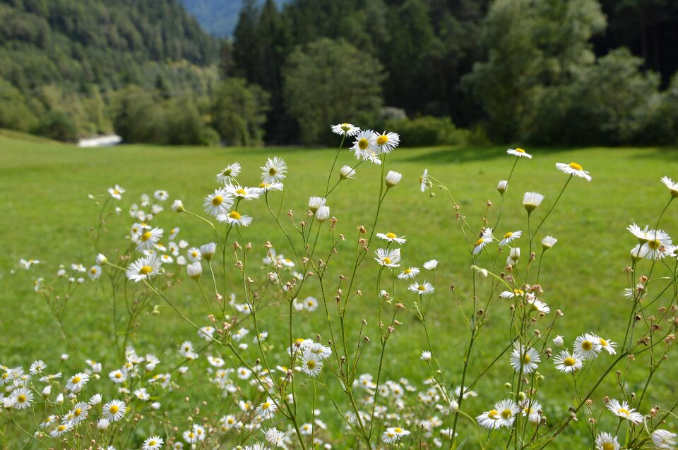 Alpine alm tyrolean alps