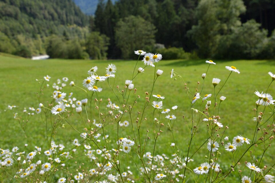 Alpine alm tyrolean alps photo