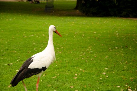 Nature grass bird