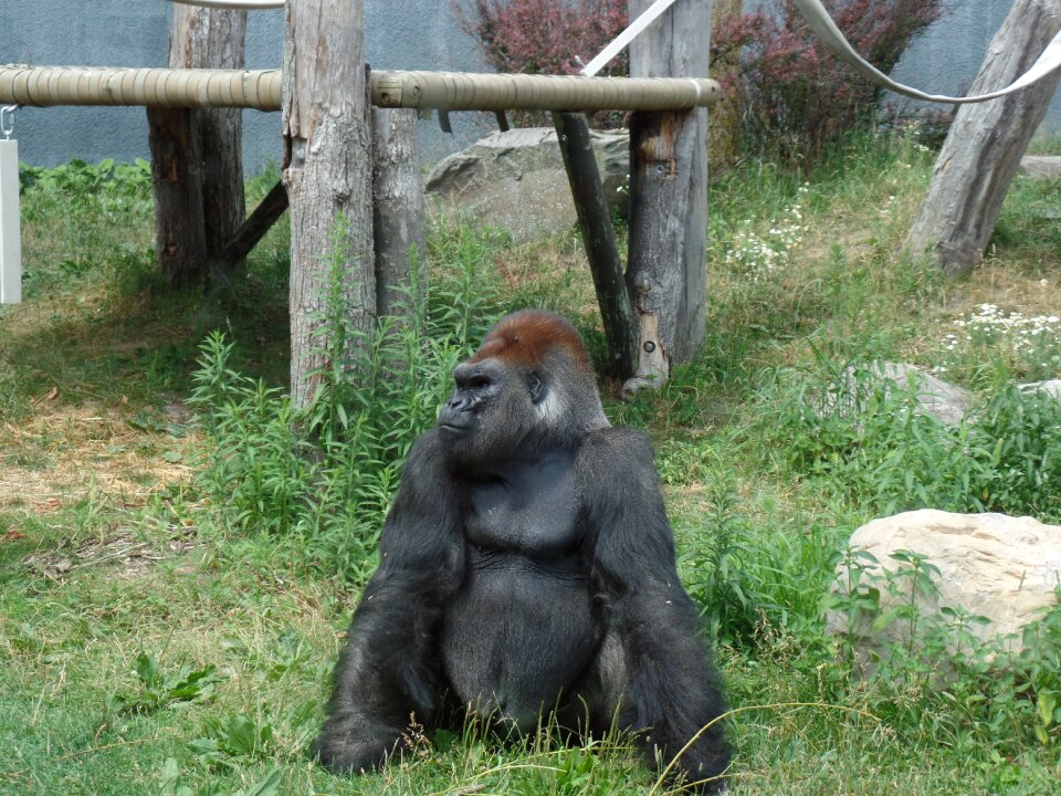 Gorilla zoo nature