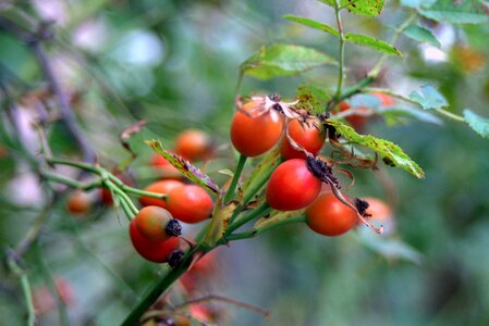Red orange fruiting