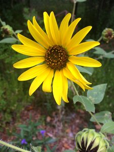 Sunflower yellow