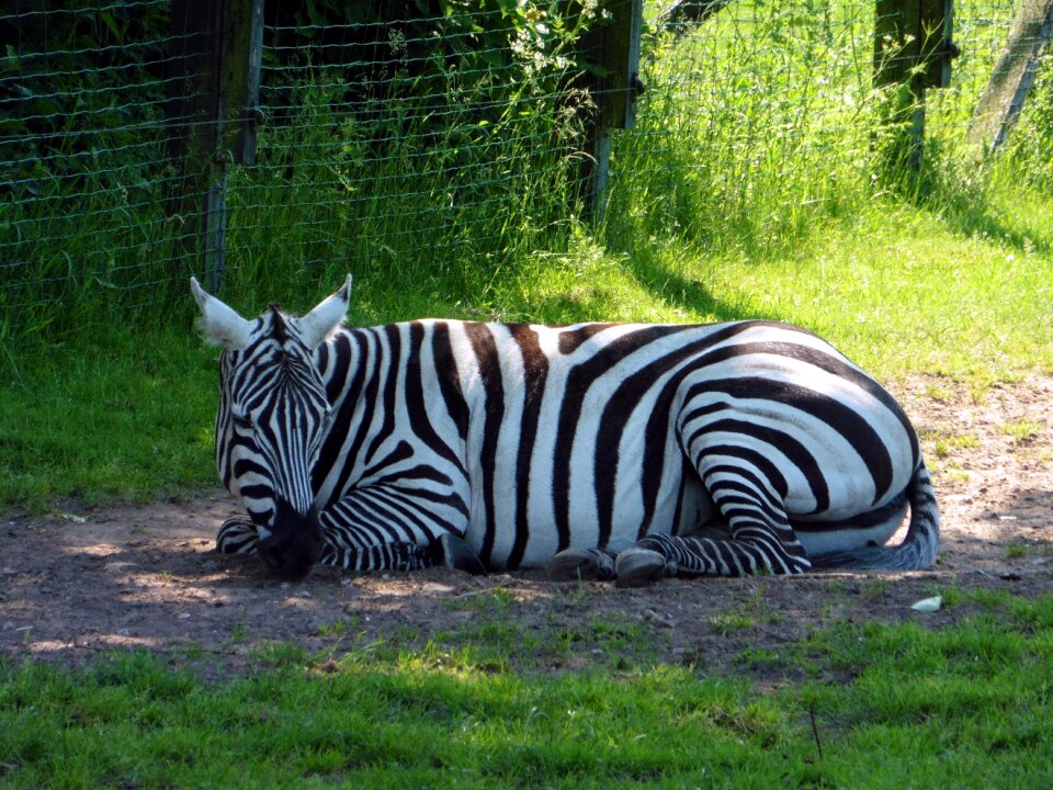Striped safari wild animal
