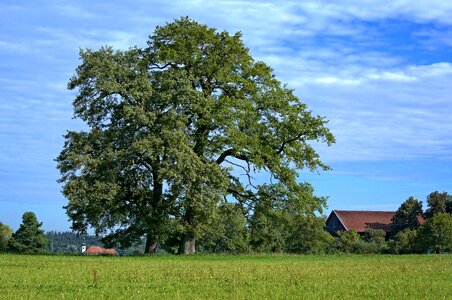 Meadow sky summer