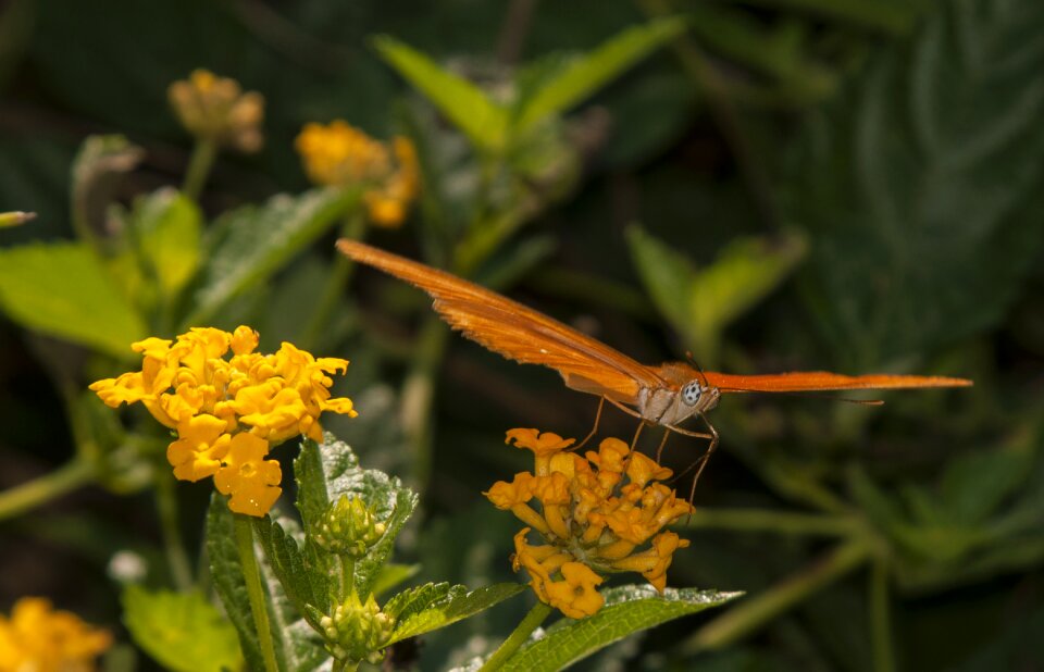 Summer spring garden photo