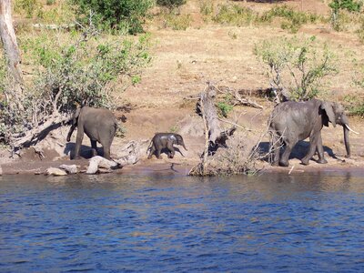 River wild life