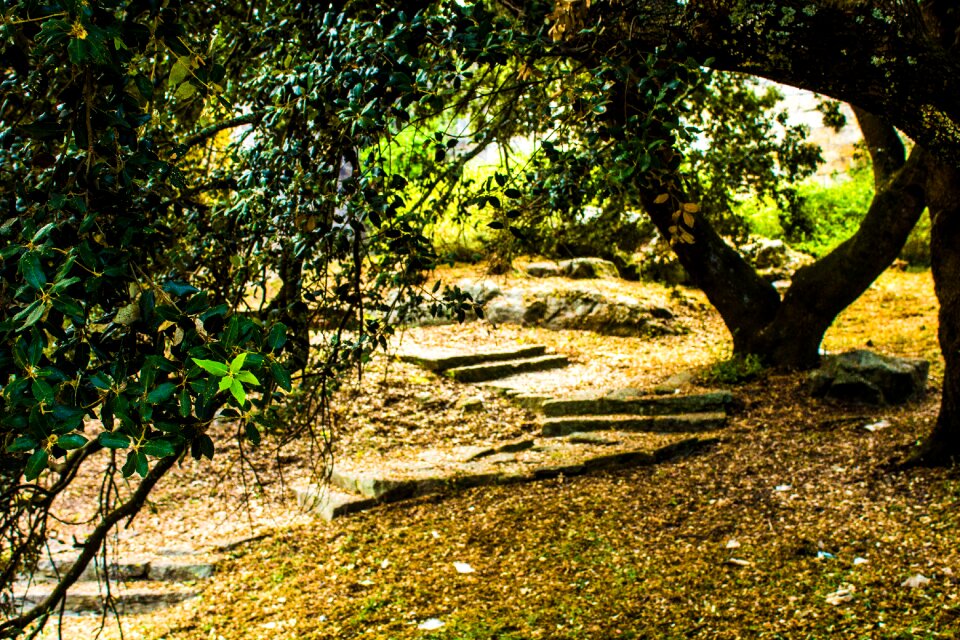 Path trail green