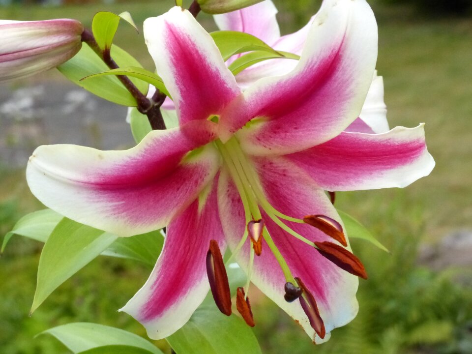 Summer fragrance leaf