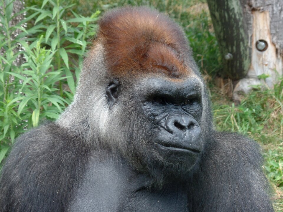 Nature zoo wild