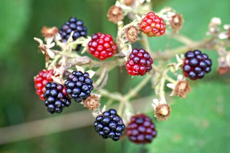 Berries fruit vitamins