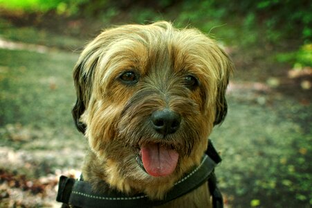 Pet comrade cute