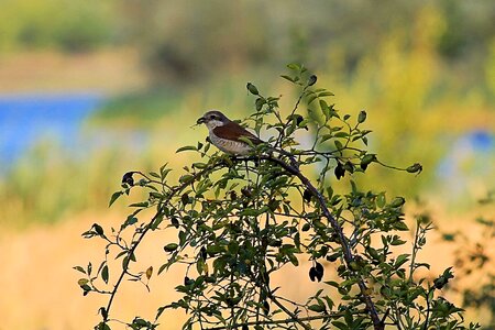Bird food bush
