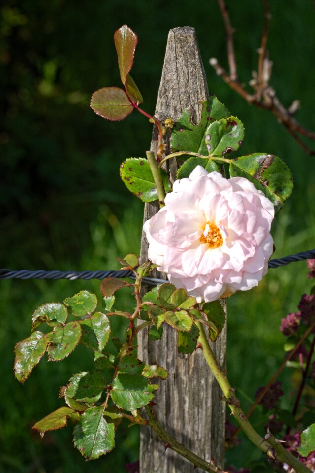 Blossom bloom fence