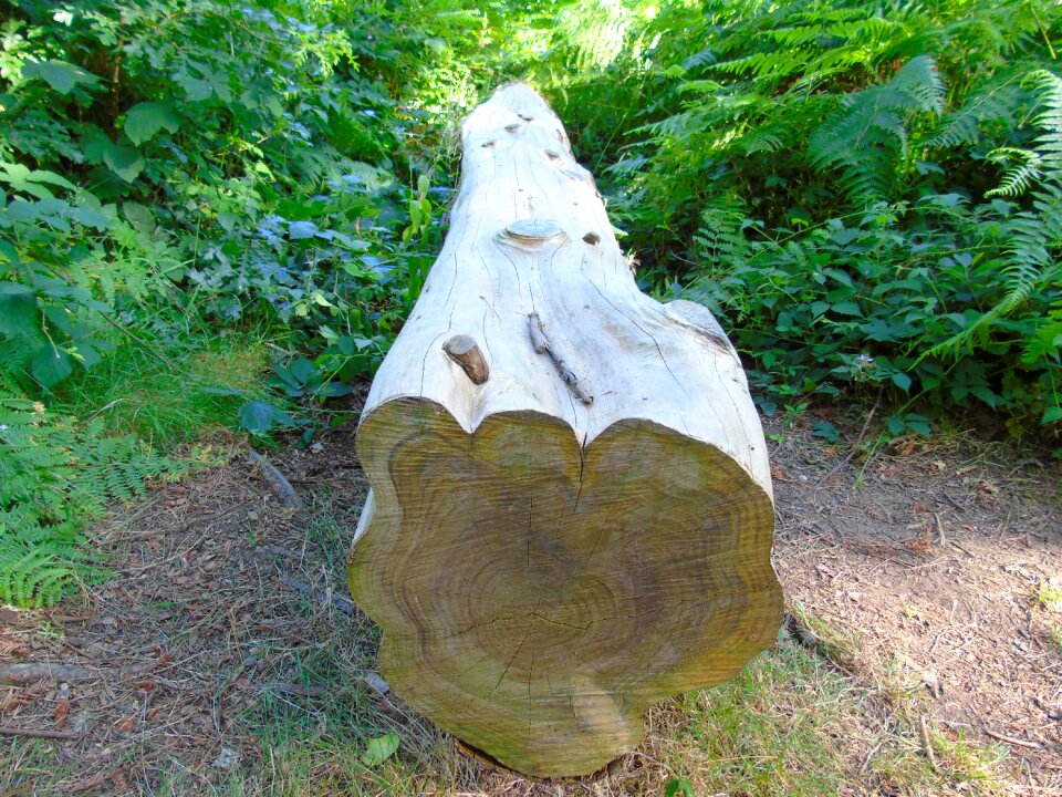 Wood tree trunk nature