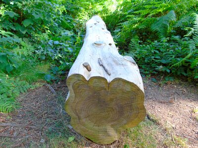 Wood tree trunk nature