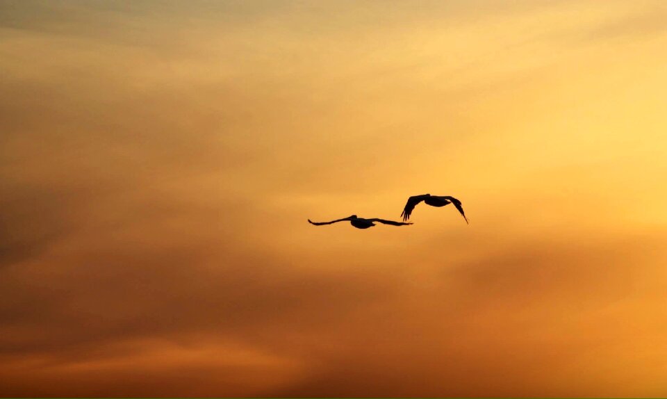 Birds in flight