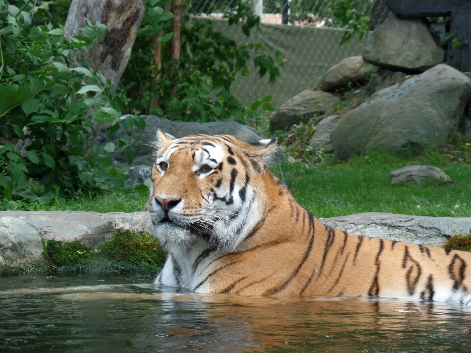 Zoo wild africa