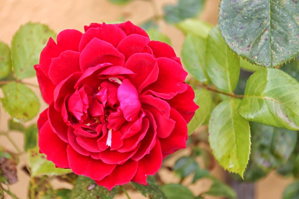 Red rose red rose blooms