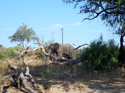 Wild life savannah