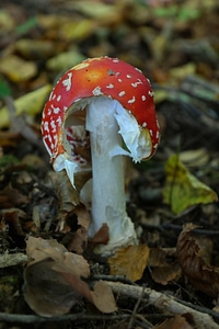 Red spotted amanita muscaria photo