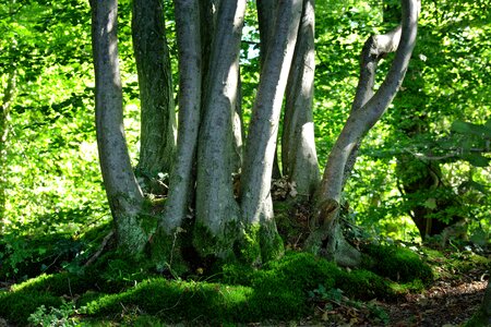 Nature growth forest