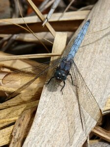Orthetrum cancellatum american cane leaf