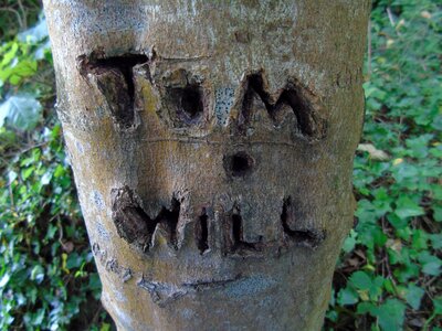 Wood tree trunk nature