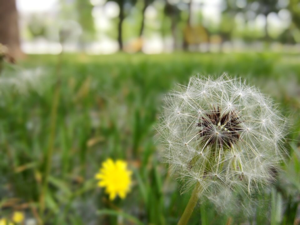 Seeds aerospace aeronautics
