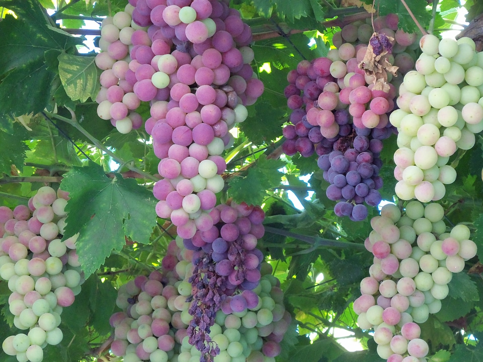 Sweet ripe vine