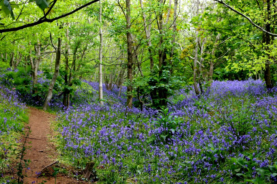 Countryside blue tree