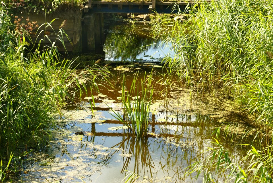 The brook flowing water brook
