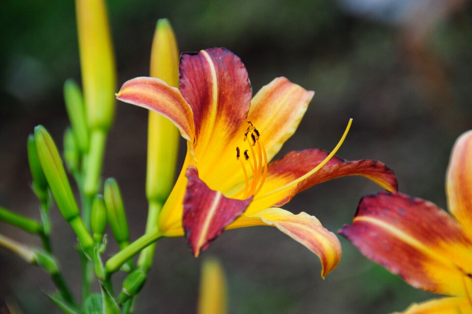 Lilies flowers gardening photo