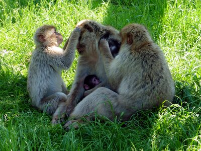 Zoo safari denmark