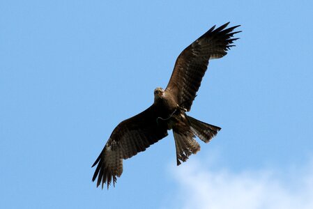 Bird bill bird of prey
