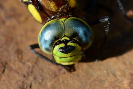 Compound nature macro