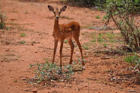 Safari kenya antelope