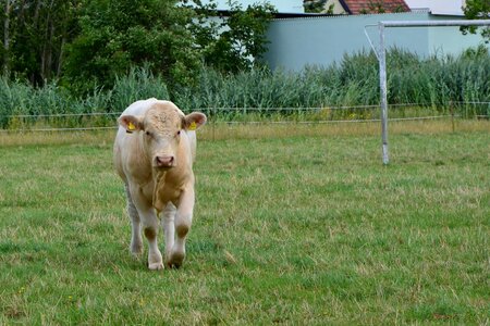 Pasture graze beef