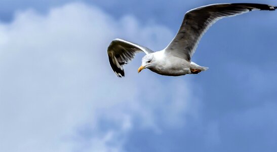 Sky in flight wing photo