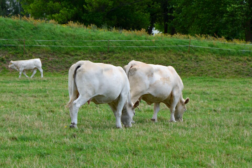 Pasture graze cattle