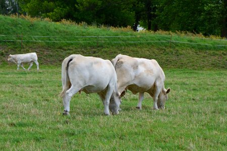 Pasture graze cattle
