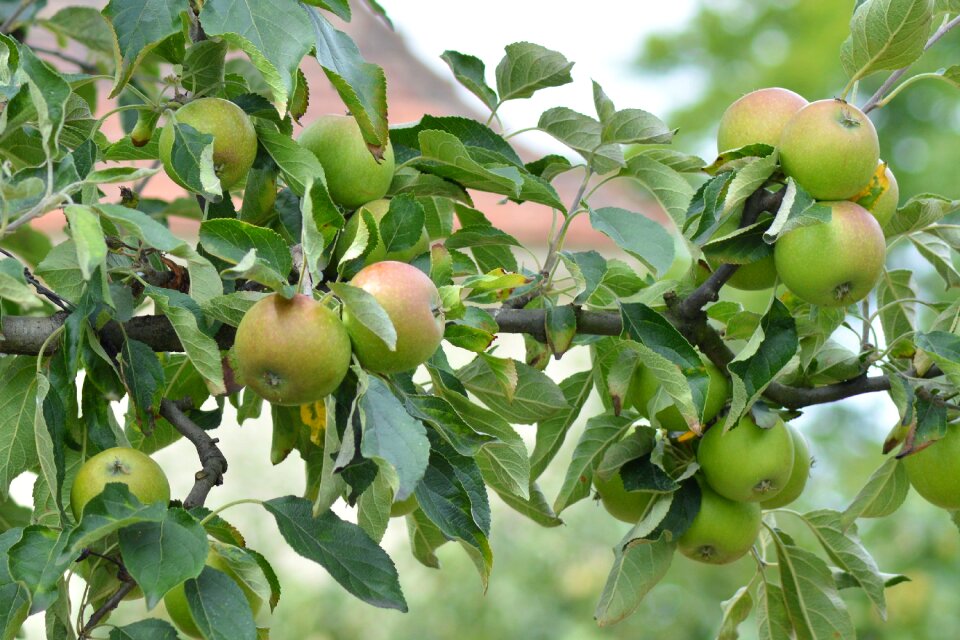 Tree fruit vitamins