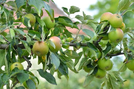 Tree fruit vitamins photo