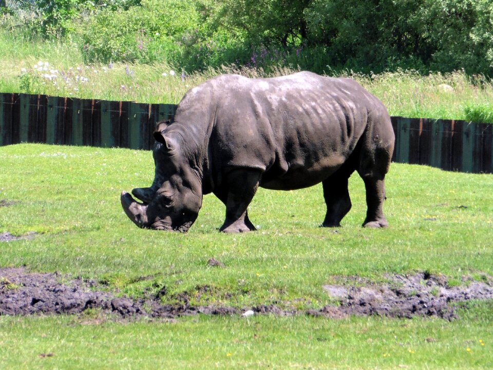 Pachyderm animal safari