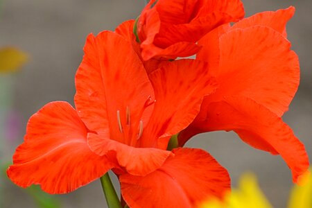 Gladiola blossom red schwertliliengewaechs photo