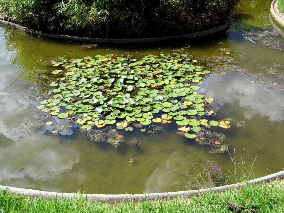 Leaves vegetation green