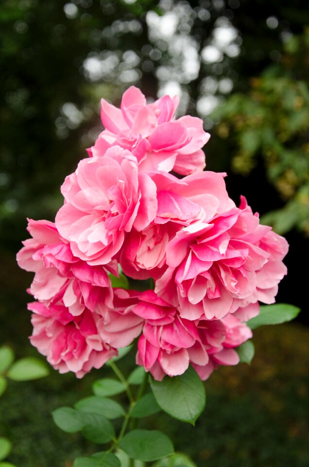Rose bloom blossom bloom