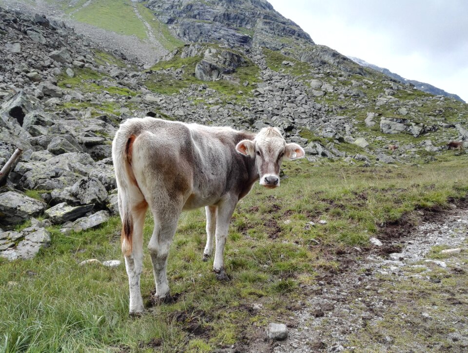Nature agriculture young animal