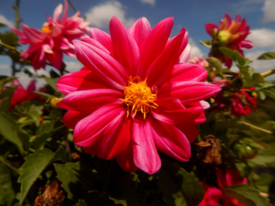 Macro plants flowers photo